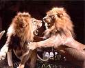 lions-fighting