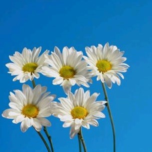 5 daisies 2