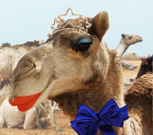camel tiara