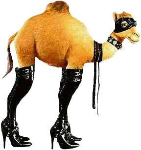 camel boots