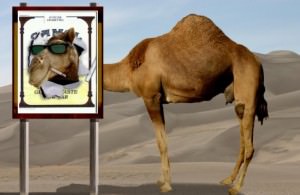camel sign