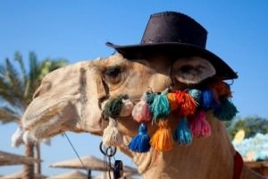 camel hat 2
