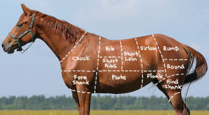 horse meat
