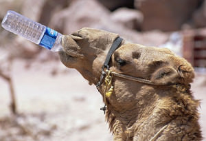 camel water