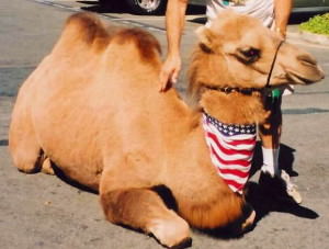 camel american