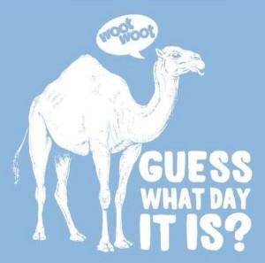 camel humpday