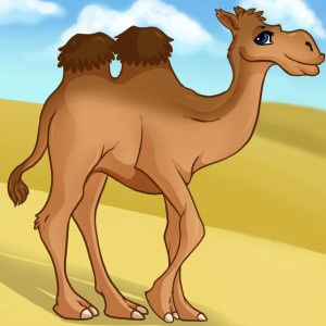 camel 20