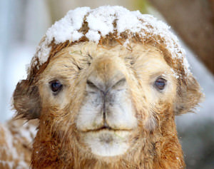 camel snow 6