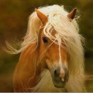 blonde horse