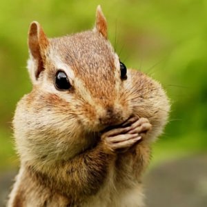 squirrel cheeks