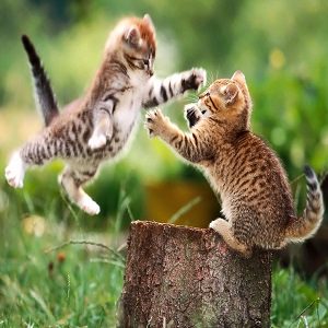 cat fight 4