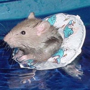 rat swimming