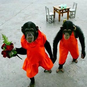 monkey couple 1