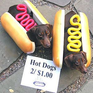 dog hot dog