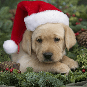 puppy christmas