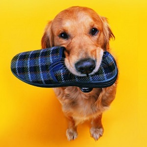 dog shoe