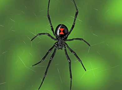 black widow spider