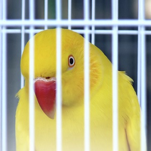 bird-in-cage-1.jpg
